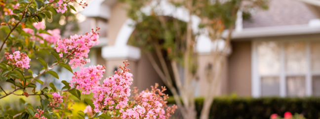 A photo of lovely pink flowers in front of an out of focus house.