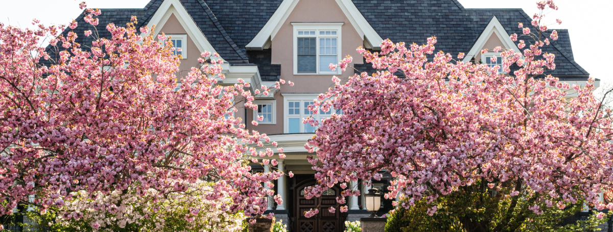 A house with cherry blossom trees in front of it.