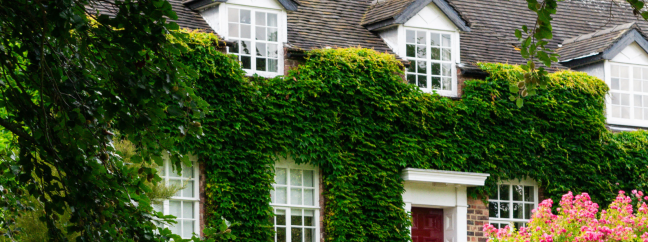 A colonial-style home with vines covering the exterior. There is a bush of pink flowers.